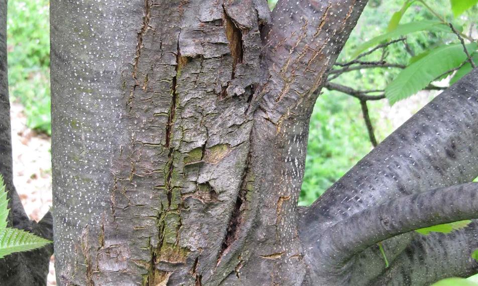 Sweet chestnut blight (Photo d.rigling)